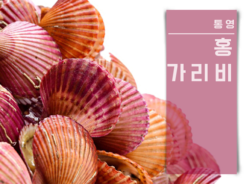 통영가리비 홍가리비 1kg 최상품